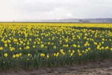 Daffodils